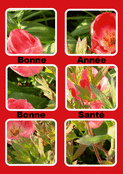 Fleurs roses et voeux pour 2026 florale